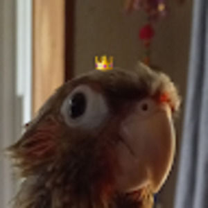 Meet your Posher, Natalie